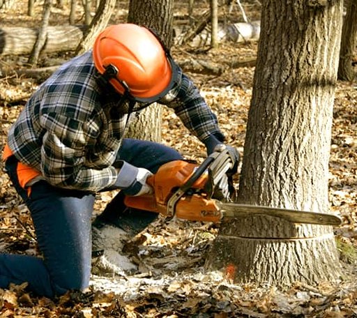 Tree Removal in Glady, WV
